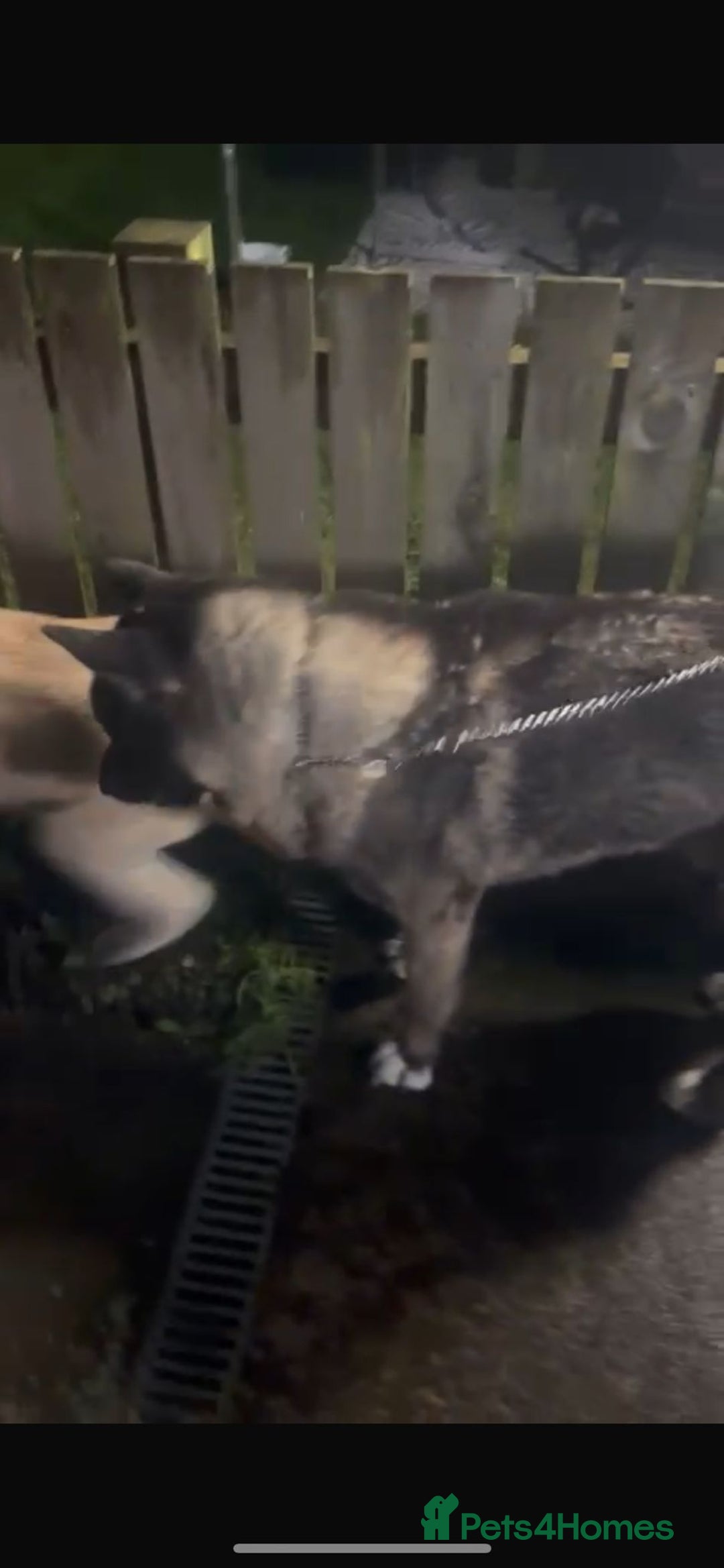 Akita dogs for sale: Akita puppies  - Advert 15