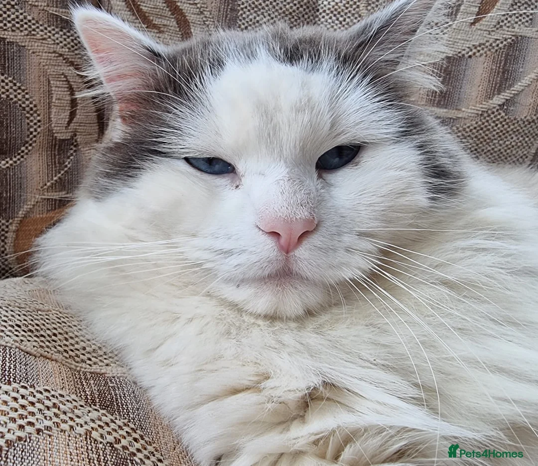 Ragdoll cats for stud: Stunning Blue Ragdoll Stud in Cullompton - Advert 4