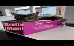 Maine Coon cats for sale: Affectionate Pure Breed Mainecoon Kittens - Image 21