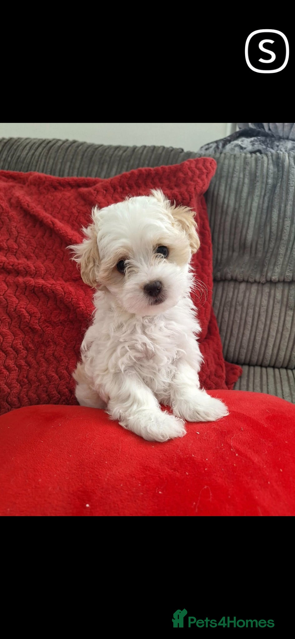 Bichon Frise dogs Adorable mini bichon frise puppies  - Advert 1