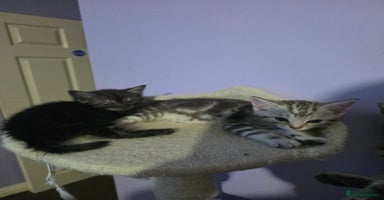 Scottish Fold cats - Advert 2