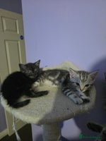 Scottish Fold cats - Advert 2