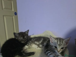 Scottish Fold cats for sale - Advert 1