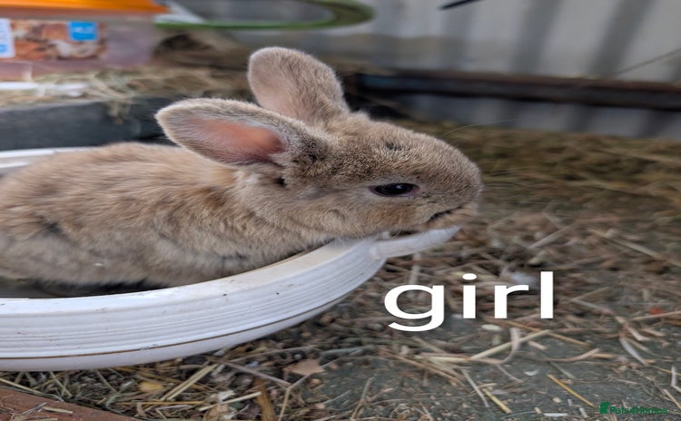 Lionhead rabbits - Advert 8
