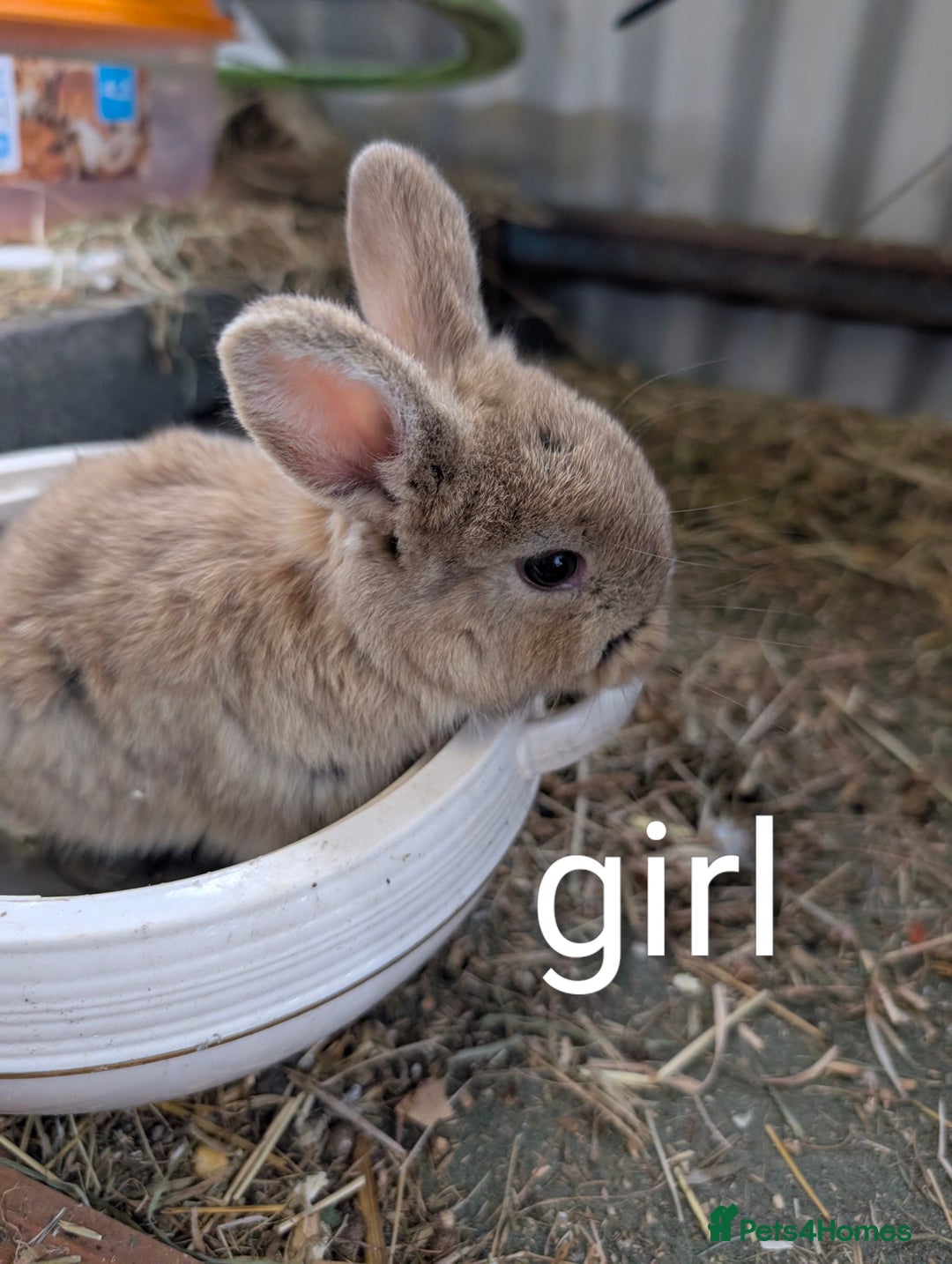 Lionhead rabbits for sale: Black otter lop x lionhead 8 week old rabbits  - Image 1