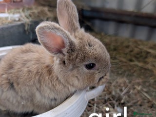 Lionhead rabbits - Advert 6