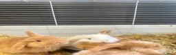 Mini Lop rabbits for sale: 5 mini lop babies looking for their forever home - Advert 3