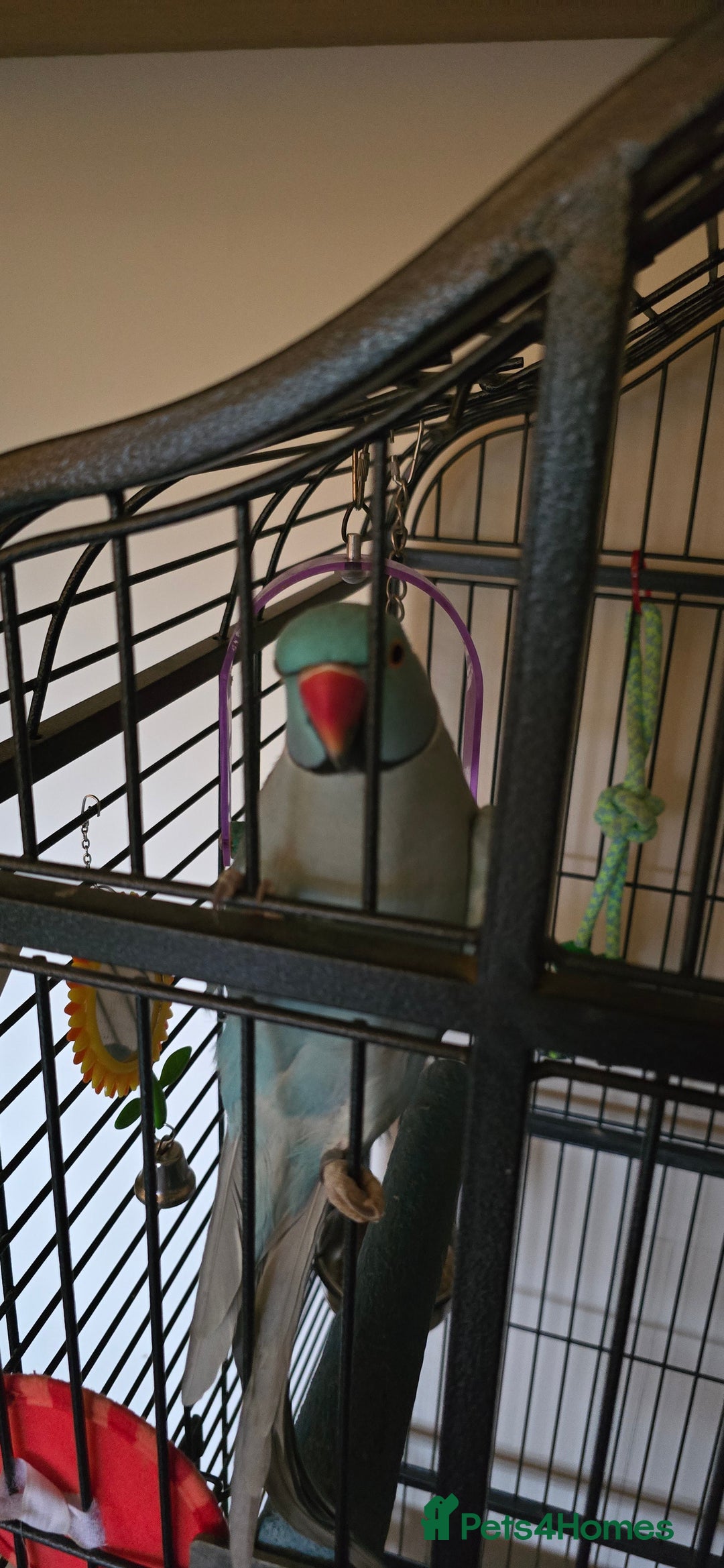 Ringnecks birds for sale: Ringneck Parrot. Rare Blue Colour & Cage - Advert 7