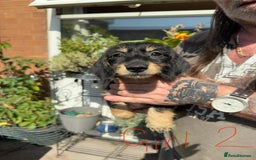 Mixed Breed dogs for sale: cross mini dachshund - Image 4