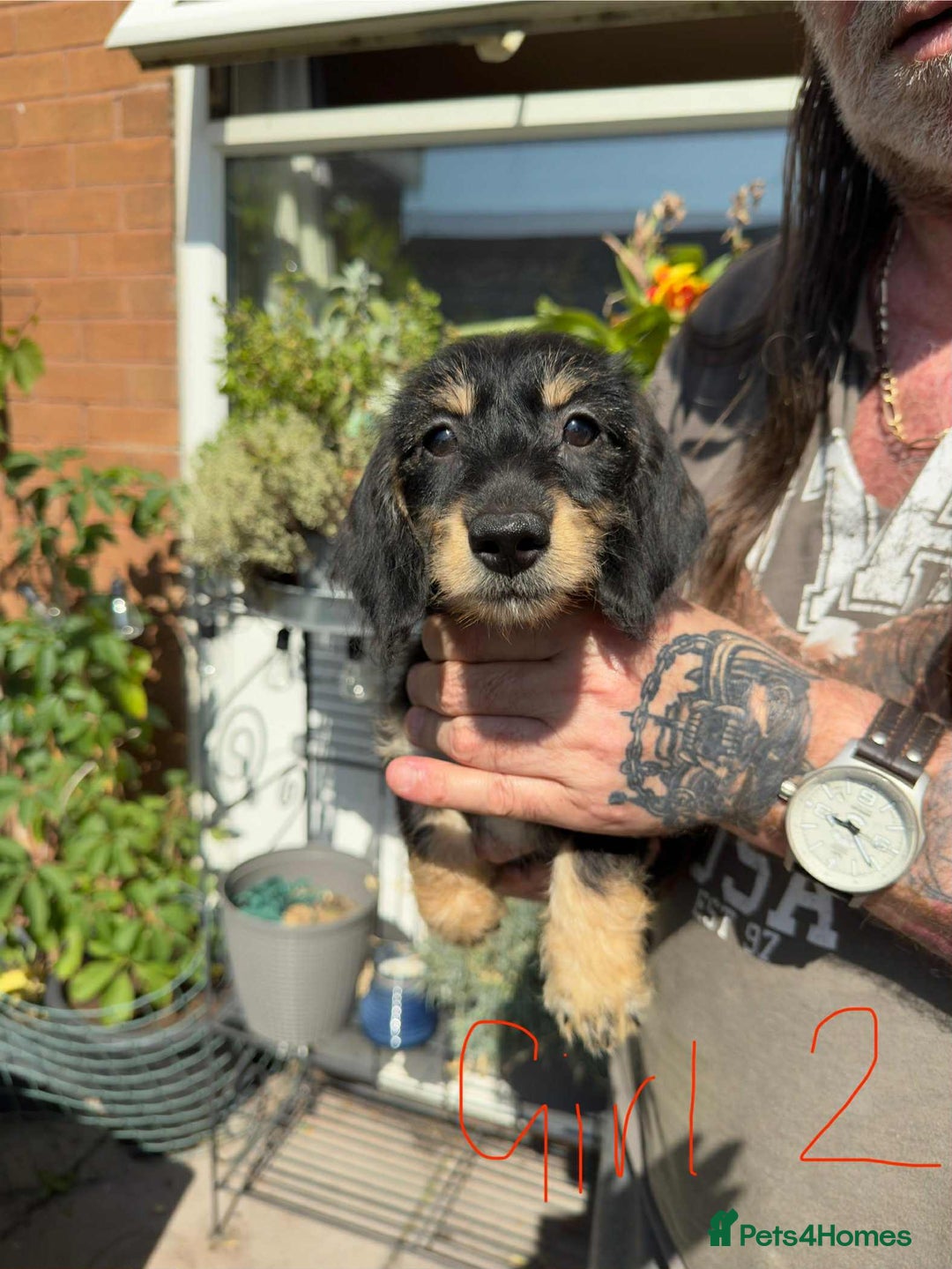 Mixed Breed dogs for sale: cross mini dachshund - Image 4
