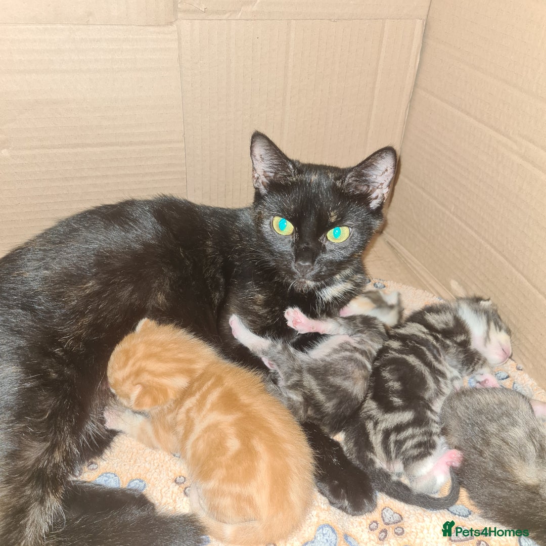Mixed Breed cats for sale: really beautiful mixed litter - Image 1