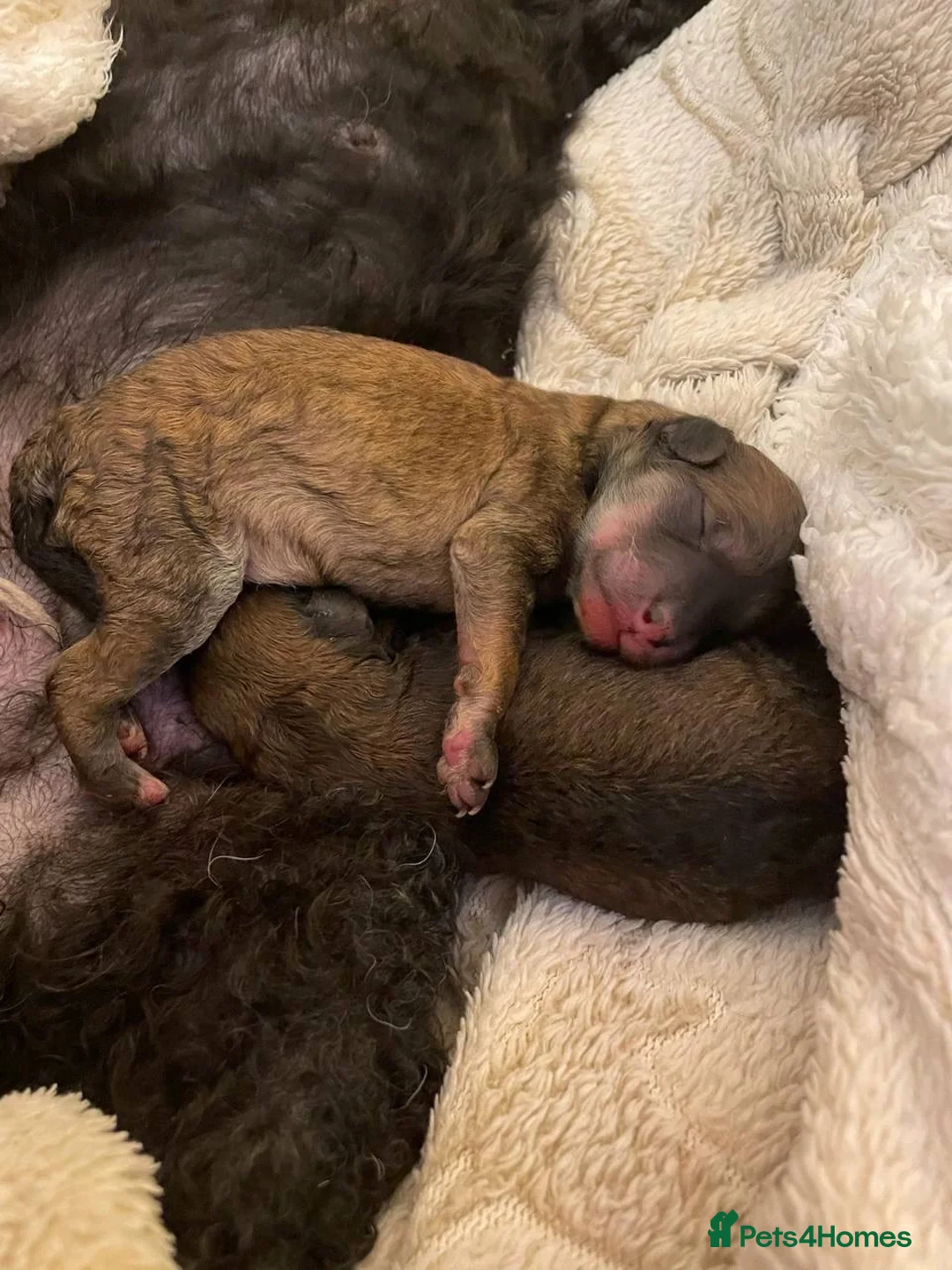 Toy Poodle dogs for stud: 7.5inch Toy HEALTH TESTED ASIAN IMPORT in Guildford - Advert 29