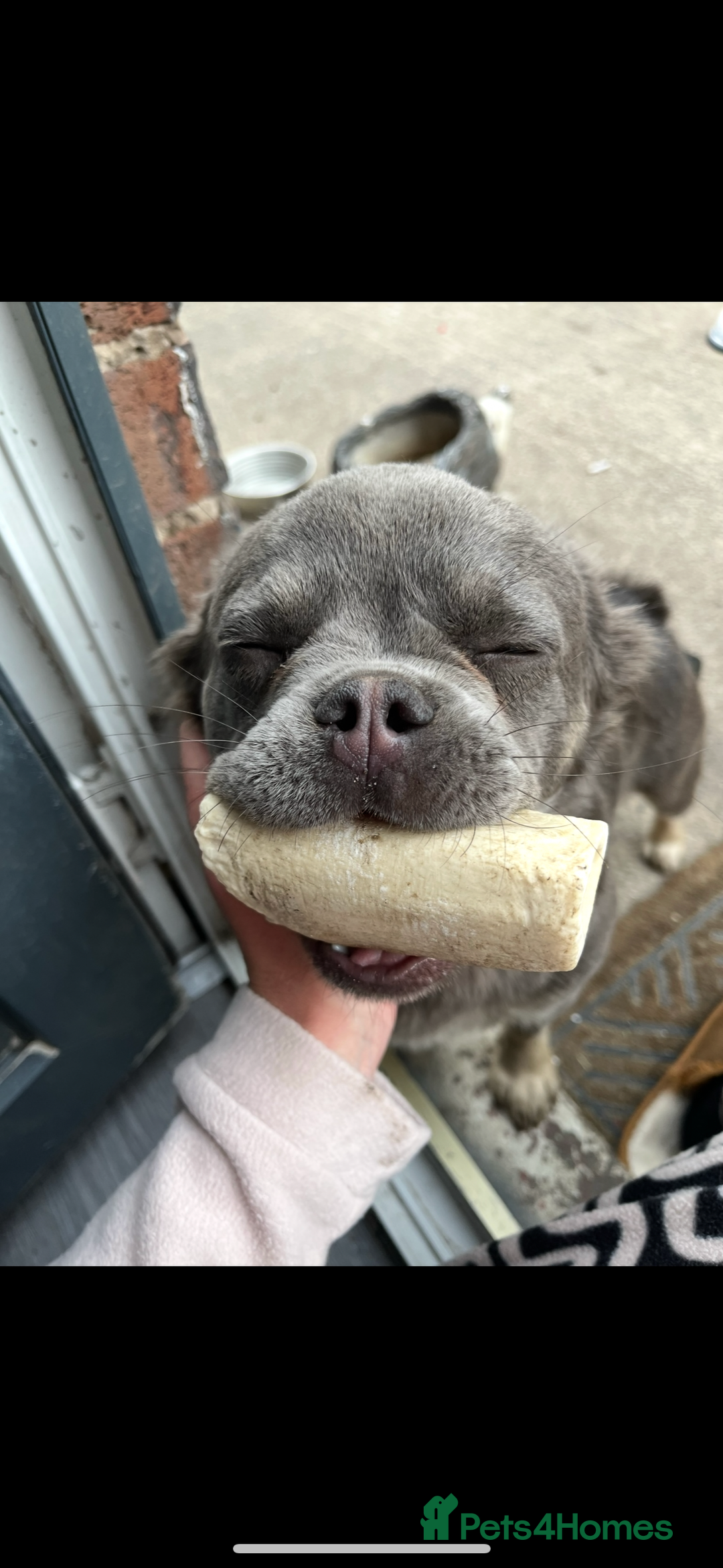 French Bulldog dogs for sale: 💗Fraya the fluffy frenchie 💗 - Image 1