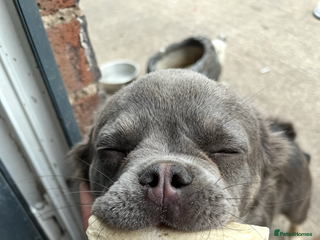 French Bulldog dogs - Advert 34