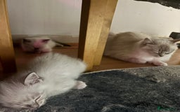 Ragdoll cats for sale: Ragdoll kittens - Image 5