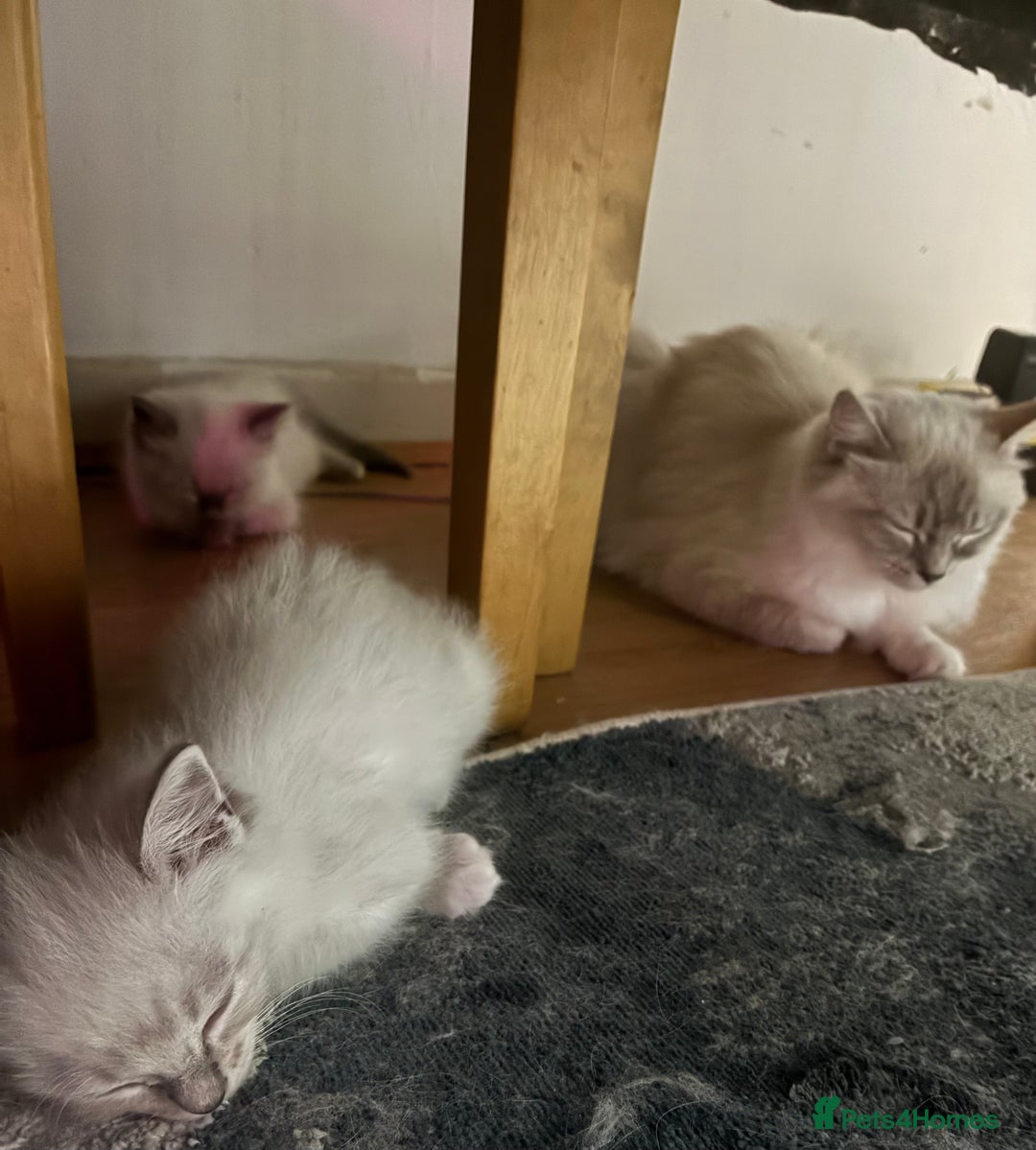Ragdoll cats for sale: Ragdoll kittens - Image 5