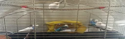 Budgerigars birds for sale: 1 25£ 2 40£ in Great Yarmouth - Advert 2