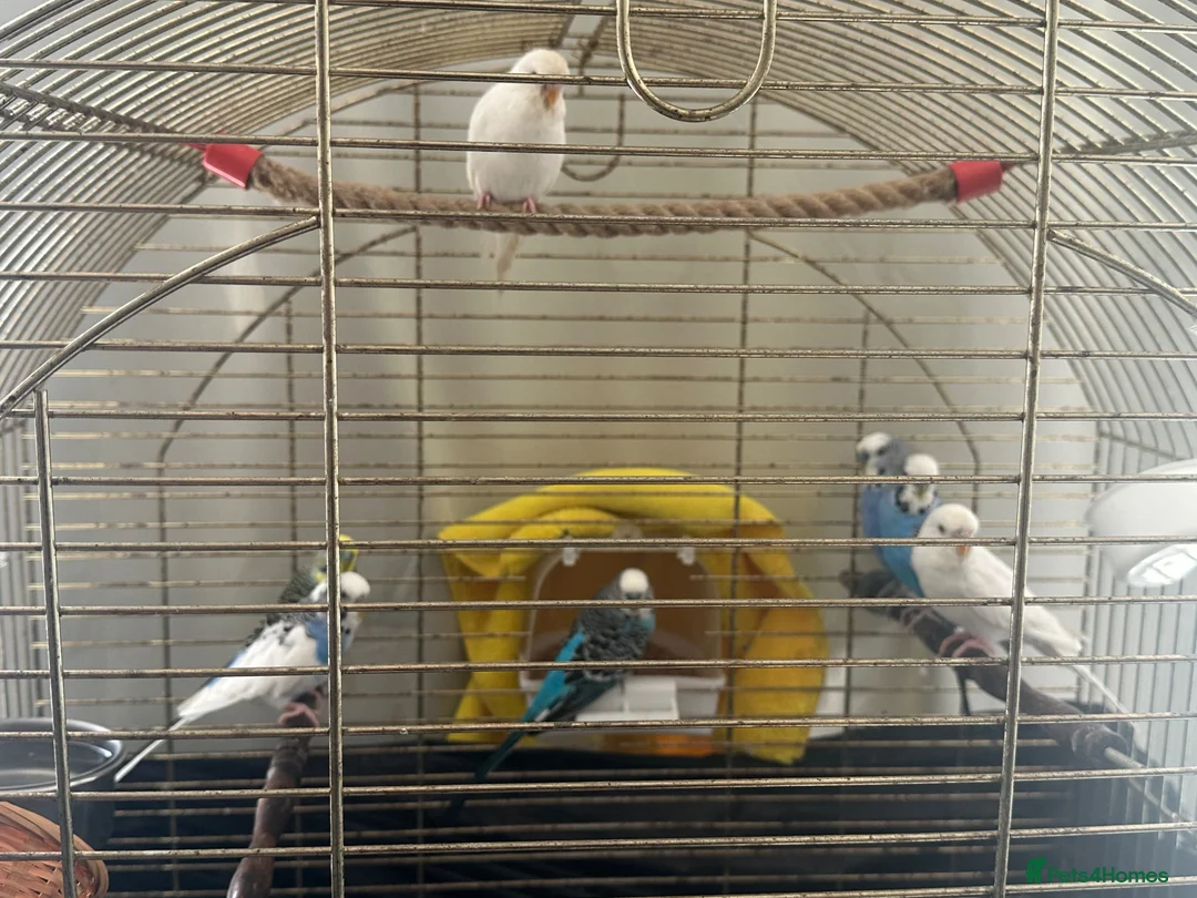 Budgerigars birds for sale: 1 25£ 2 40£ in Great Yarmouth - Advert 2
