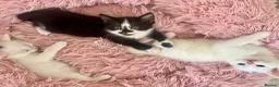 Turkish Angora cats for sale: Four Adorable Kittens!  - Advert 10