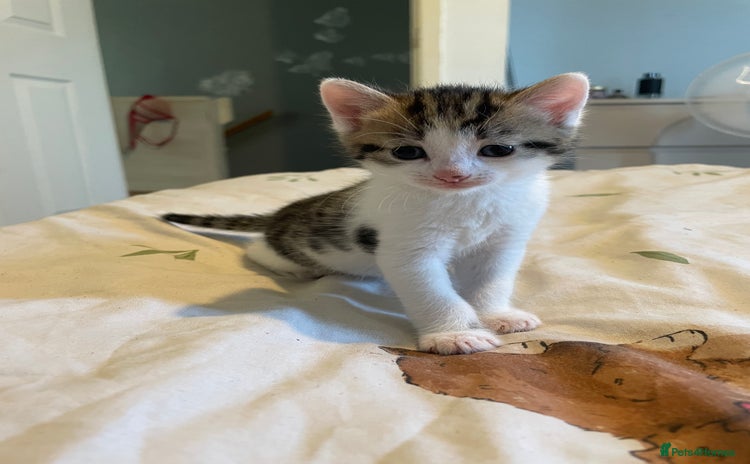 Mixed Breed cats - Advert 1