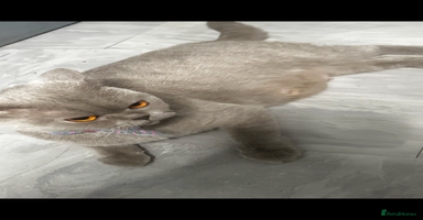 British Shorthair cats - Advert 10
