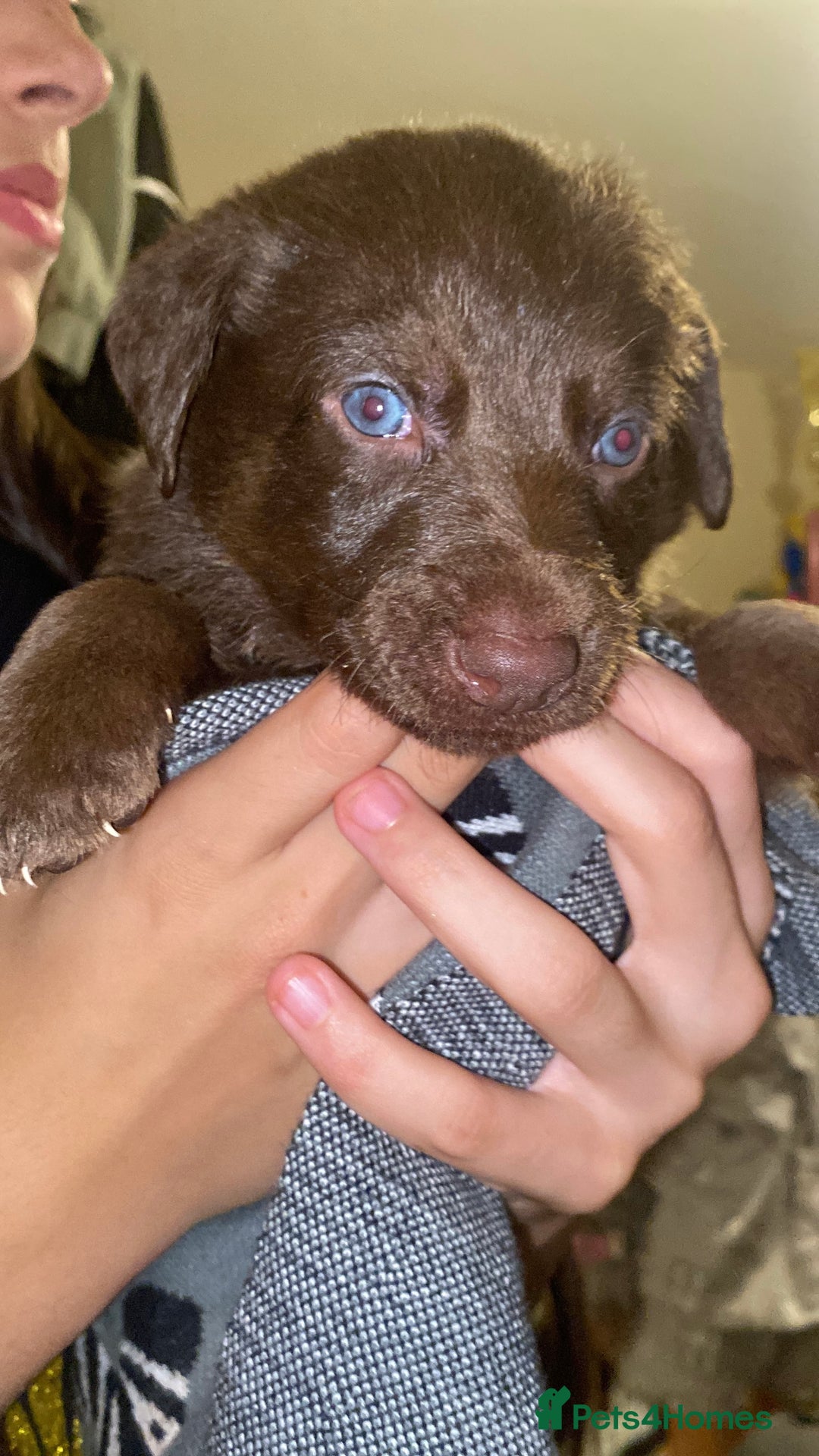 Mixed Breed dogs for sale: Beautiful Puppies – ONLY / LEFT!!! - Advert 31