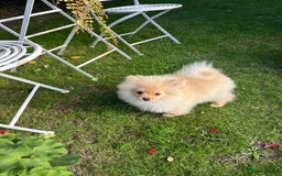Pomeranian dogs for sale: Lovely Pomeranian puppies  - Image 2