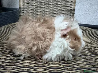 Guinea Pig rodents Lunkarya boars - Advert 4