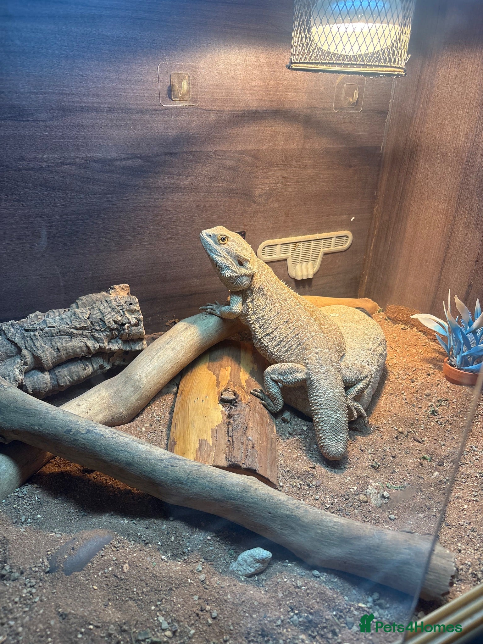Bearded Dragon reptiles Breaded Dragon - Advert 2