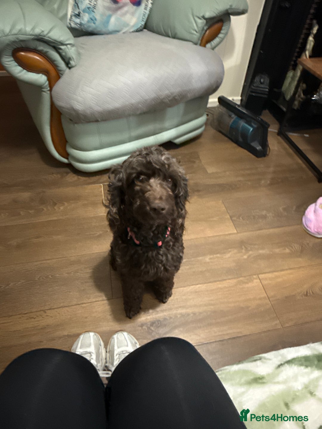 Cockapoo dogs for sale: 7 cockapoo pups - Advert 8