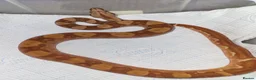 Boa Snake reptiles for sale: Boa constrictors  - Advert 2