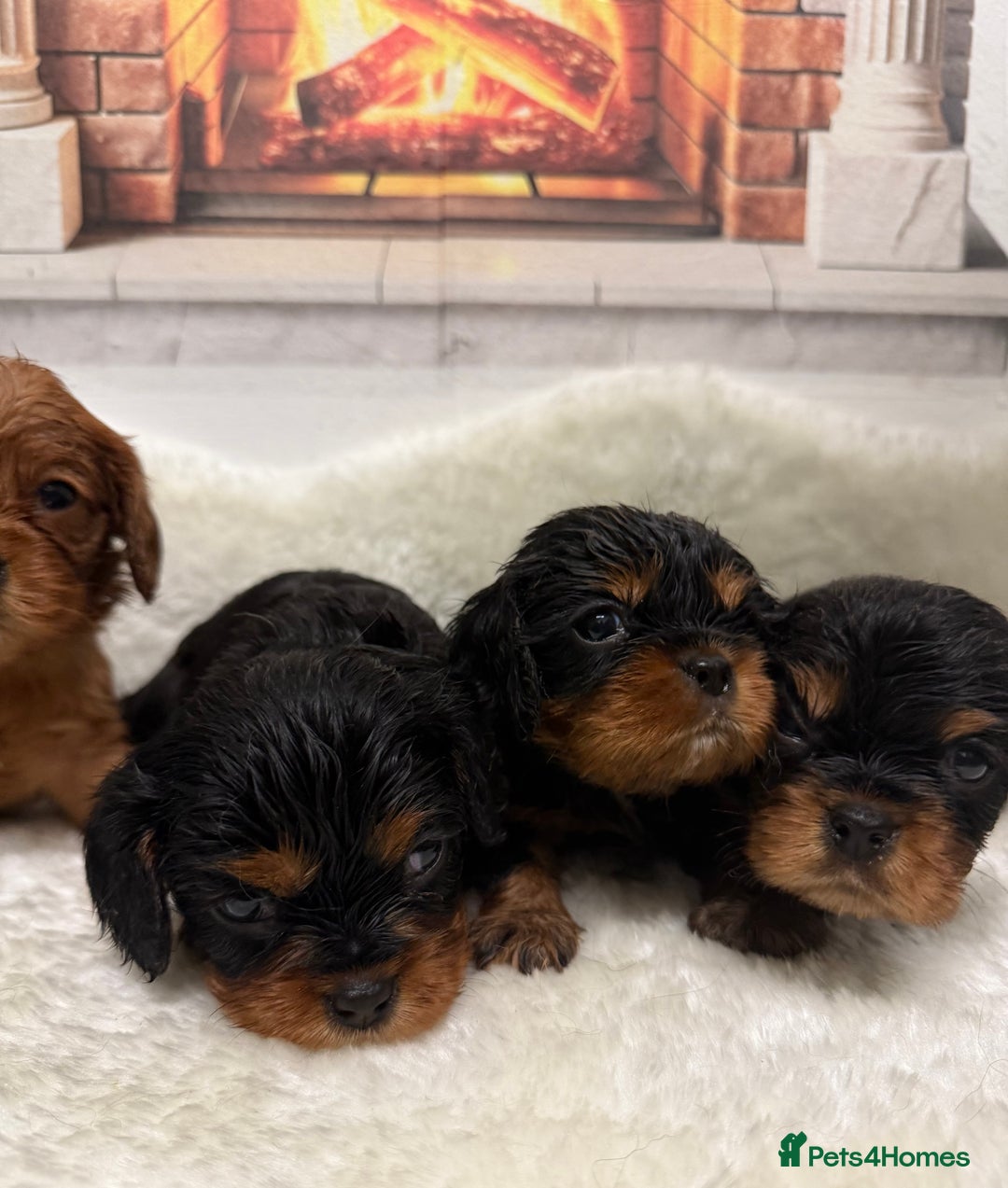 Cavalier King Charles Spaniel dogs for sale: KC King Charles Cavalier Puppies for sale  - Advert 8
