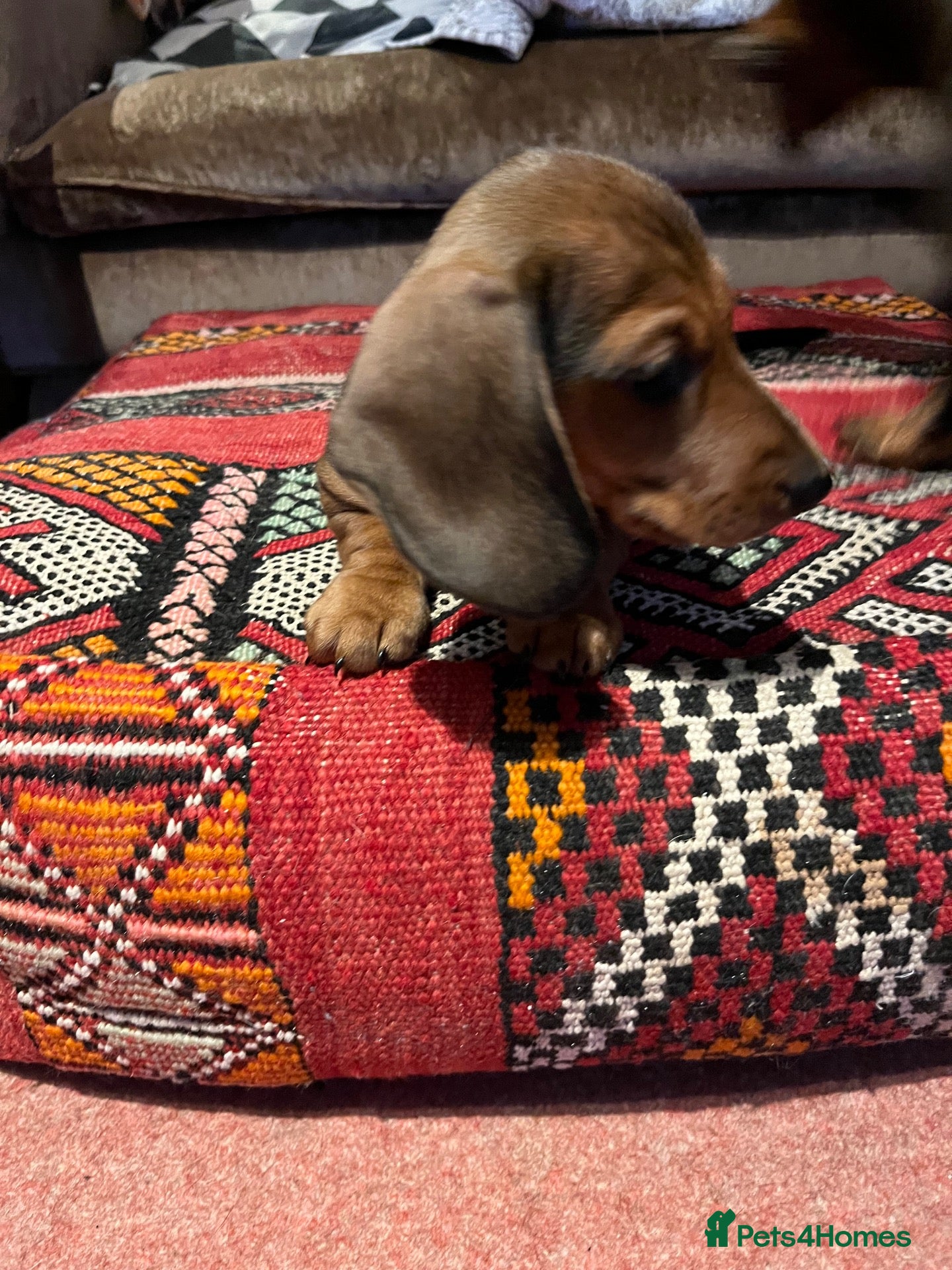 Miniature Dachshund dogs  Beautiful KC Shaded Red Dachshund Boy - Advert 6