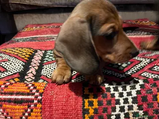 Miniature Dachshund dogs Beautiful KC Shaded Red Dachshund Boy - Advert 6