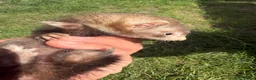 Ferret rodents for sale: Micro cross Jill Ferret 14 weeks old  - Advert 3