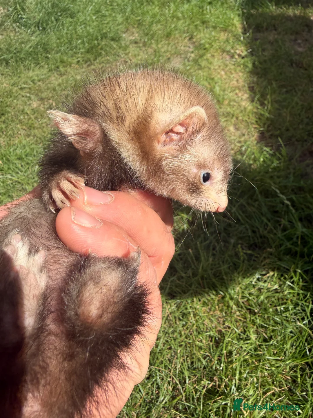 Ferret rodents for sale: Micro cross Jill Ferret 14 weeks old  - Advert 3