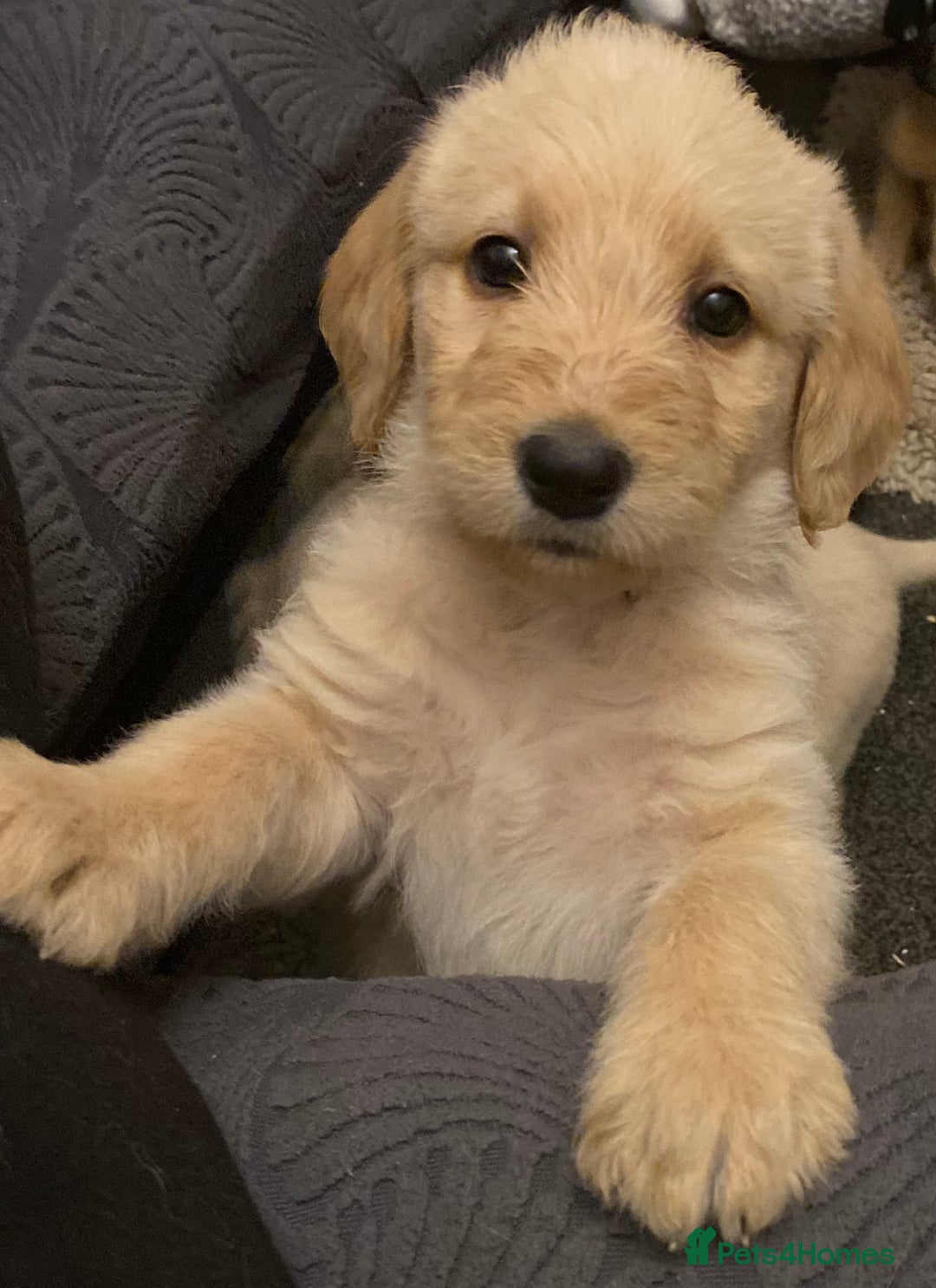 Labradoodle dogs for sale: Beautiful labradoodles - Advert 6