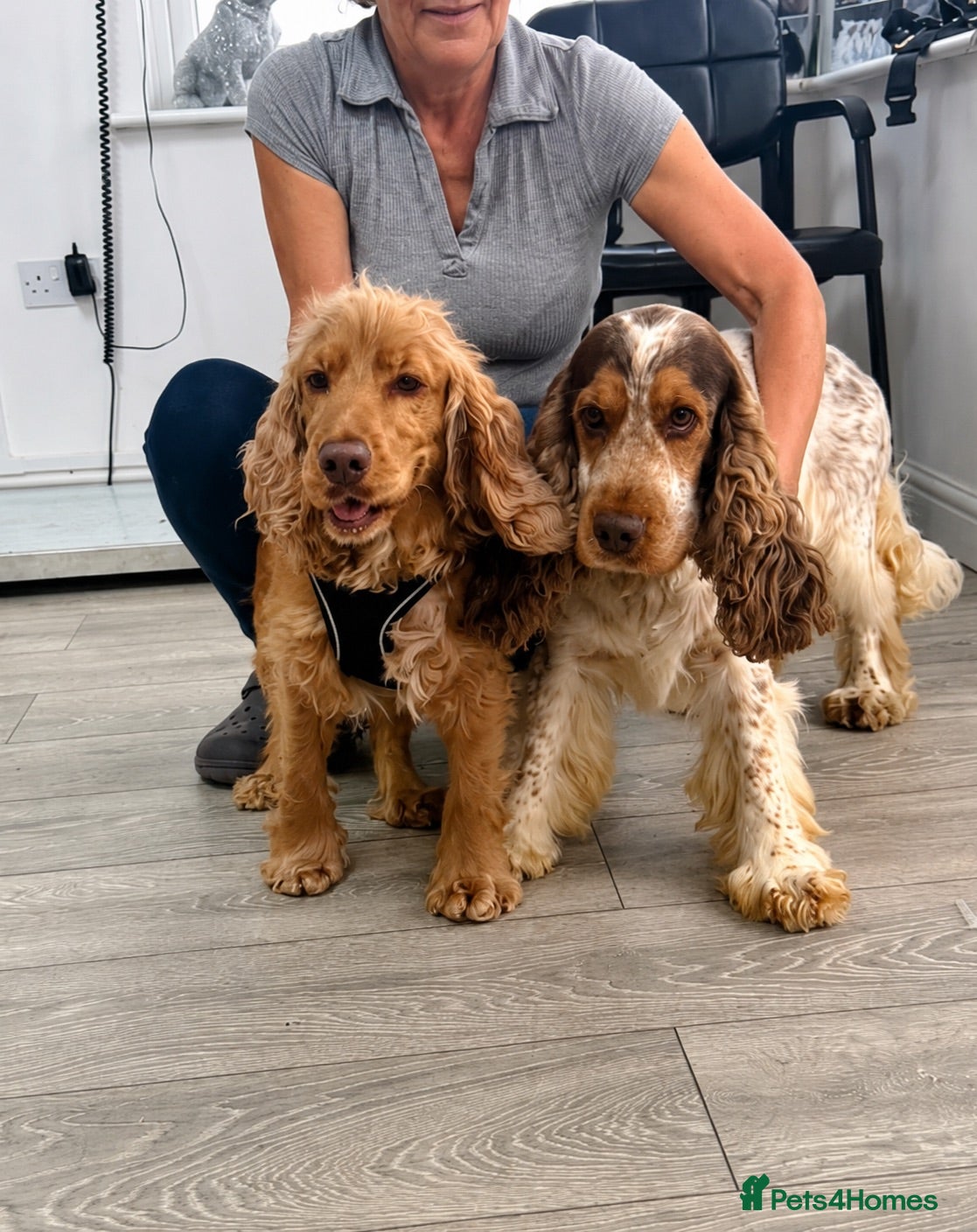 Cocker Spaniel dogs 🐾 SHOW COCKER SPANIEL PUPPIES FORSALE 🐾  - Advert 1