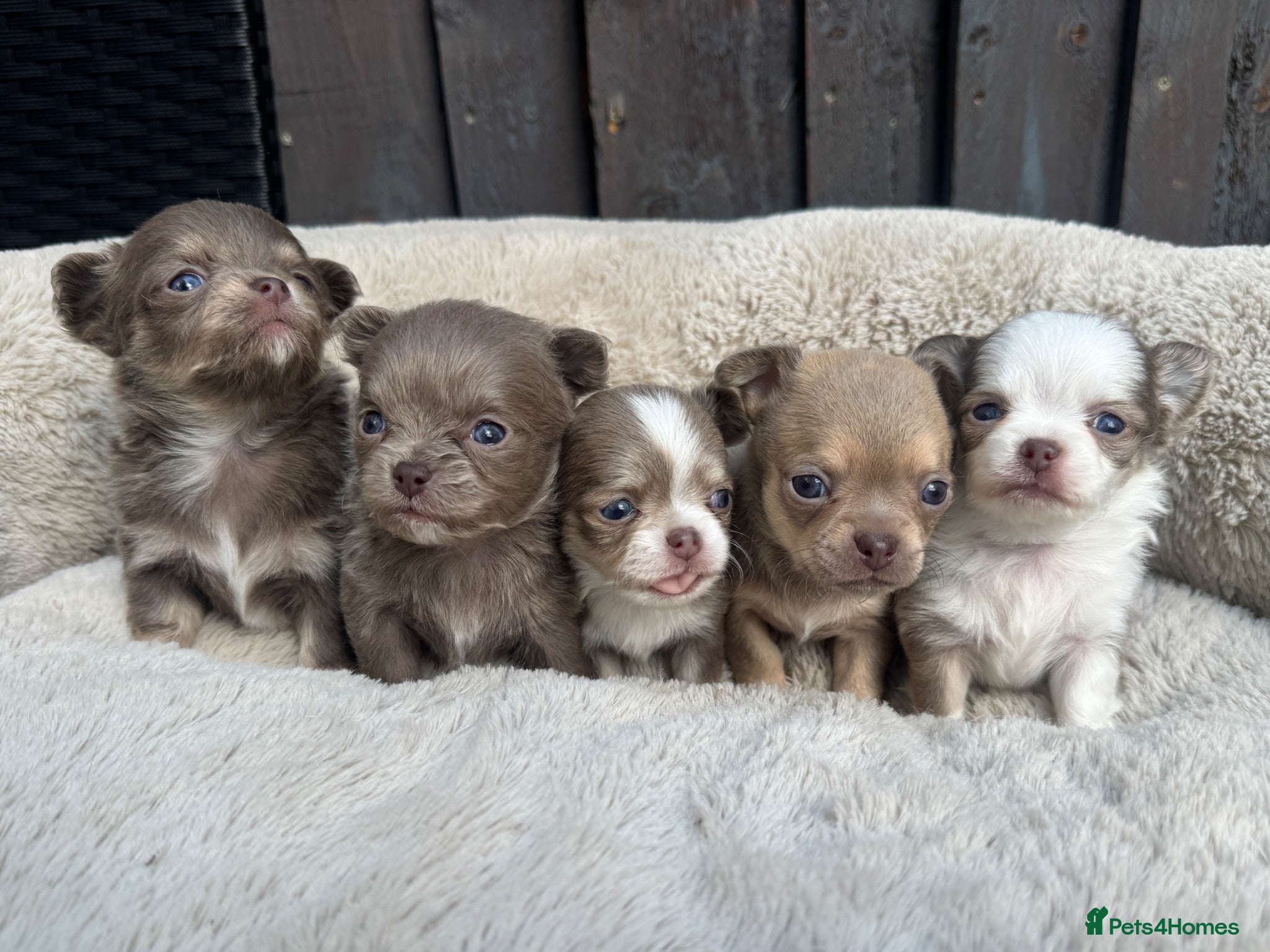 Chihuahua dogs for sale: 🐾🩶 OUTSTANDING litter of EXCEPTIONAL Chihuahuas - Advert 1
