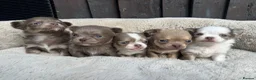 Chihuahua dogs for sale: 🐾🩶 OUTSTANDING litter of EXCEPTIONAL Chihuahuas - Advert 1
