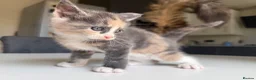 Maine Coon cats for sale: TORTOISESHELL MAINE COON X KITTENS - Advert 11