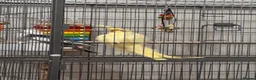 Cockatiels birds for sale: two cockatiels male and female bonded - Advert 14