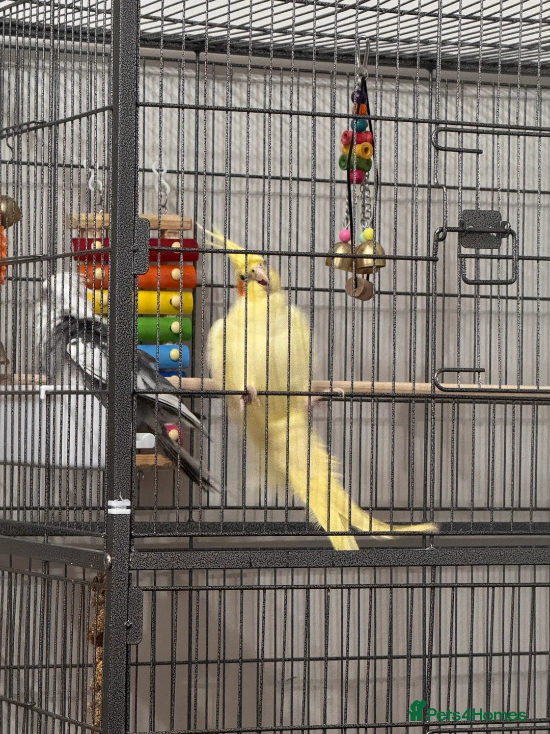 Cockatiels birds for sale: two cockatiels male and female bonded - Advert 14