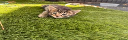 Mixed Breed cats for sale: Kittens for sale  in Oldbury - Advert 4