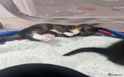 Persian cats for sale: 🌟 2 Chinchilla Persian Boy Kittens 🌟 - Image 7