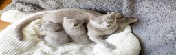Russian Blue cats for sale: Pure Russian Blue Kittens, Silver Coat Green Eyes  - Advert 20