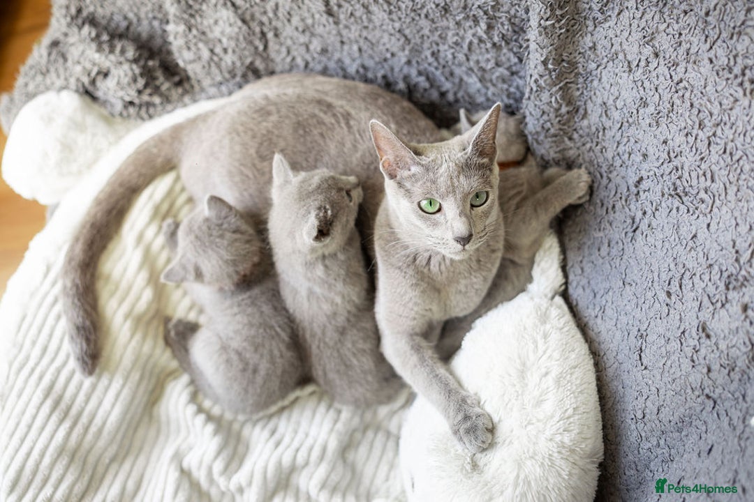 Russian Blue cats for sale: Pure Russian Blue Kittens, Silver Coat Green Eyes  - Advert 20