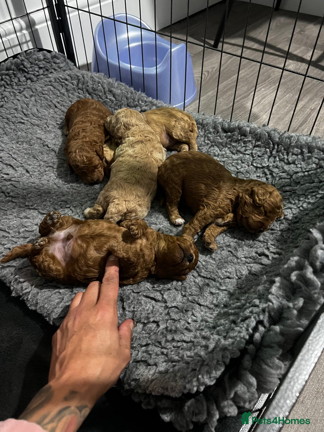 Toy Poodle dogs for sale: Gorgeous kc registered toy poodle pups  - Image 26