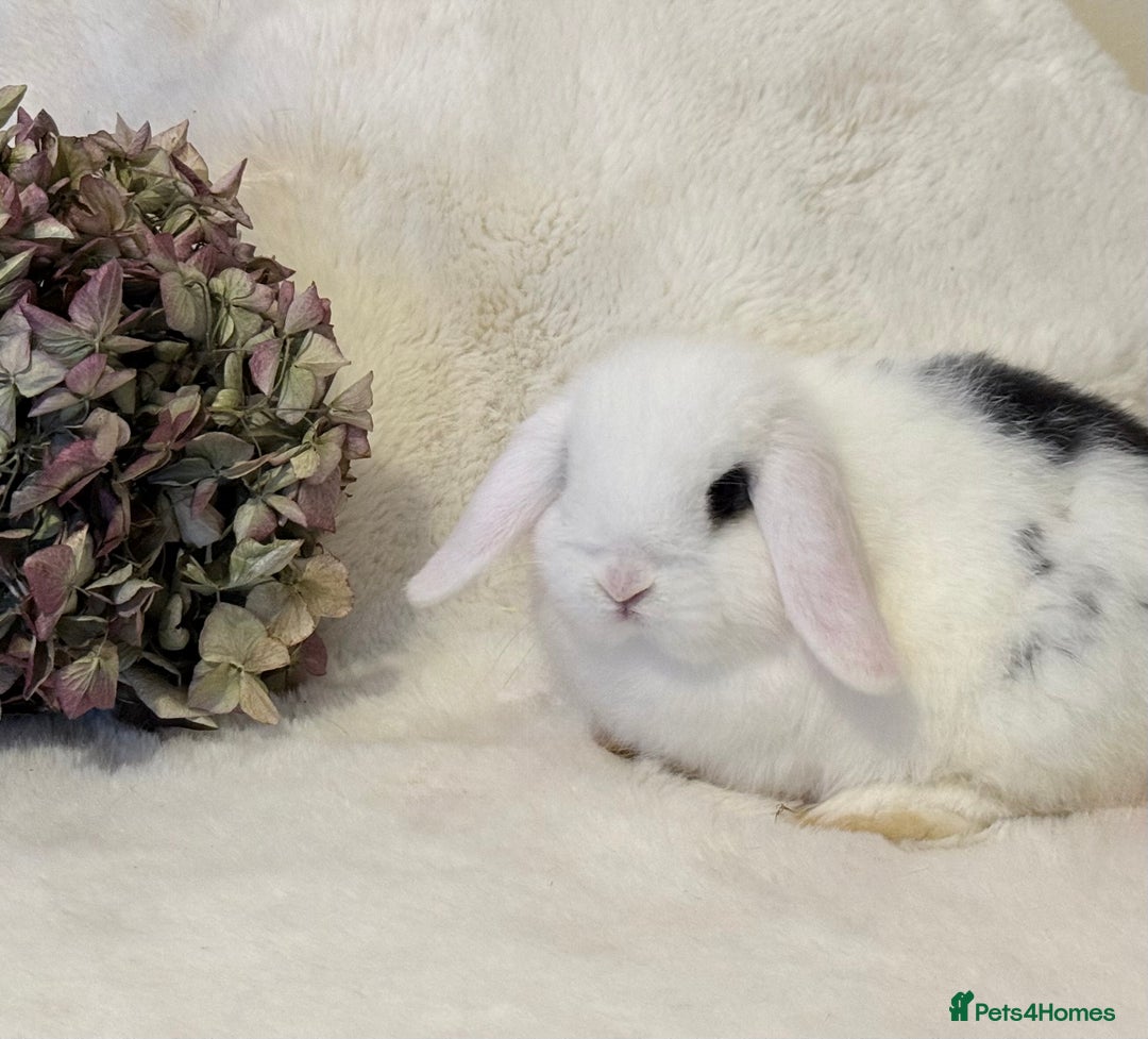 Mini Lop rabbits for sale: MiniLop Baby Boy ready now  - Advert 2