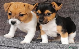 Jack Russell dogs for sale: Super quality vet docked working Jack Russells - Image 3